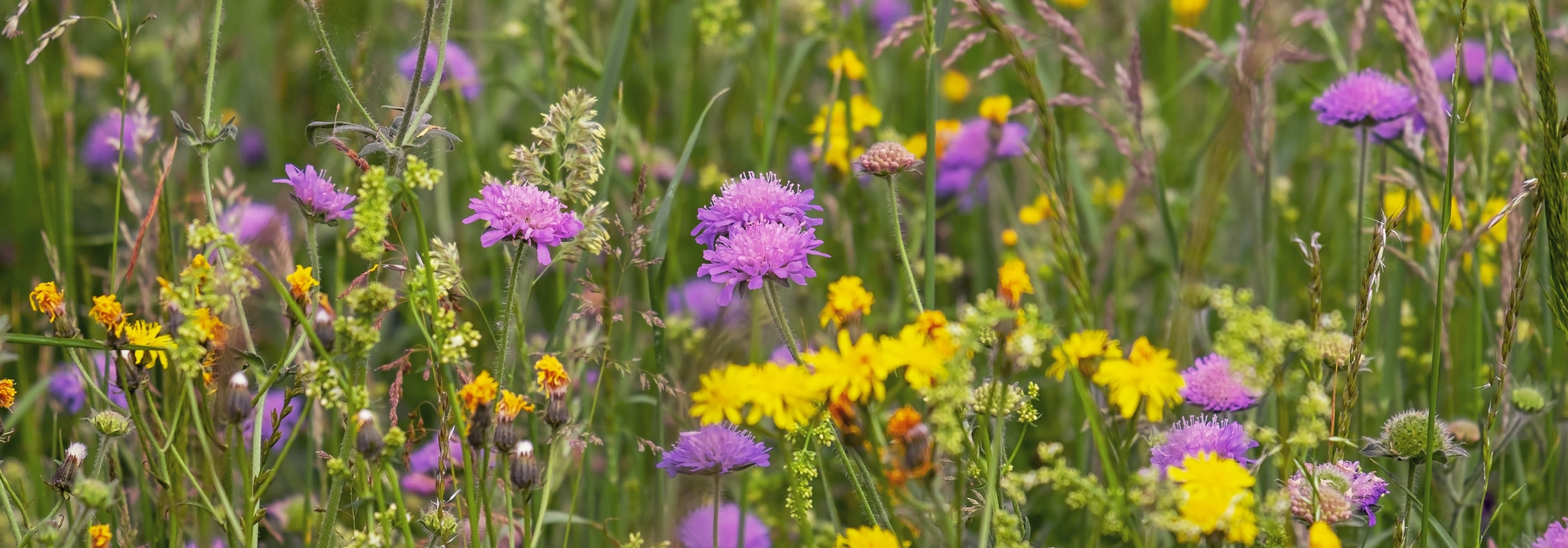 Eine Blumenwiese säen: Warum und wie?