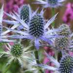 Eryngium, Mannstreu: Pflanzen und Pflege