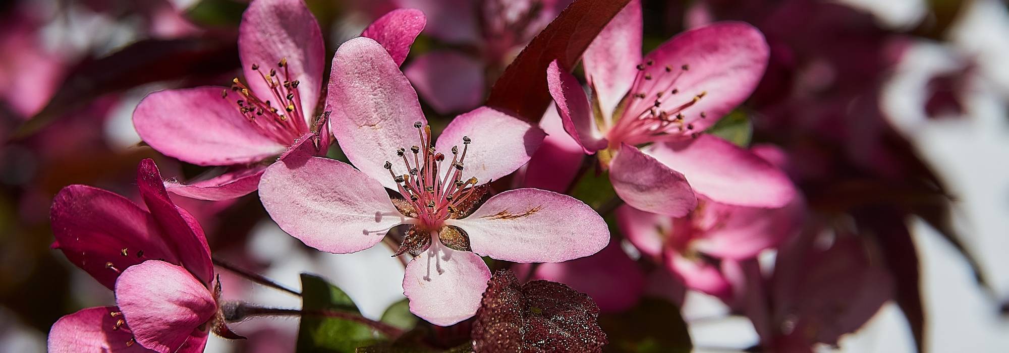 Zierapfel, Zierapfel: Pflanzung, Rückschnitt, Pflege