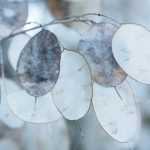 Silberblatt (Lunaria): Aussaat, Pflanzung, Pflege