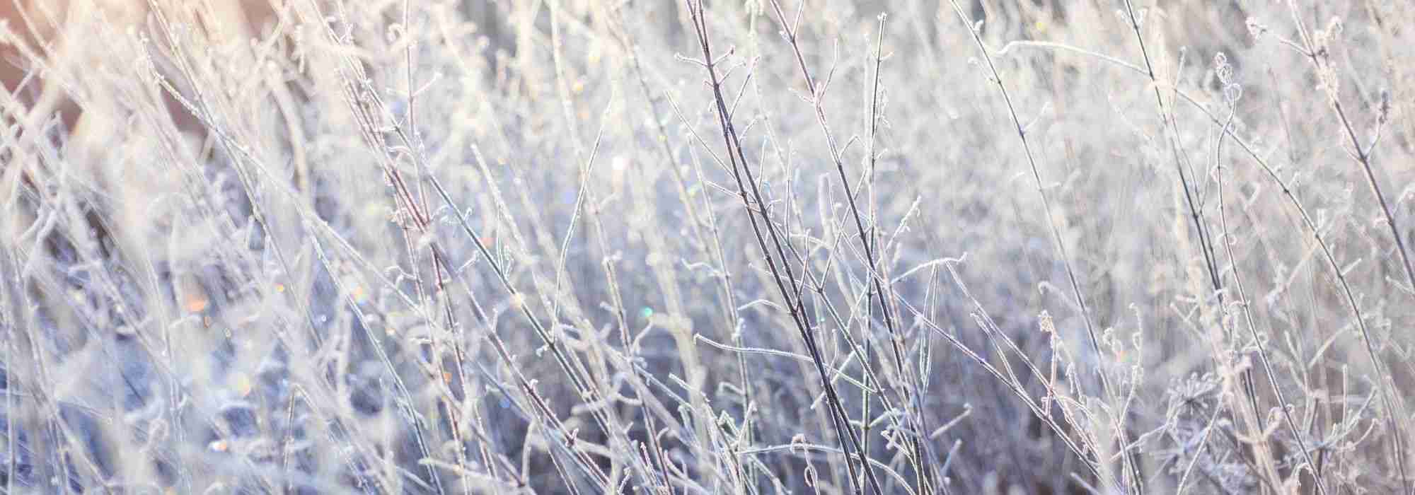 Pflanzen im Winter vor Kälte und Frost schützen