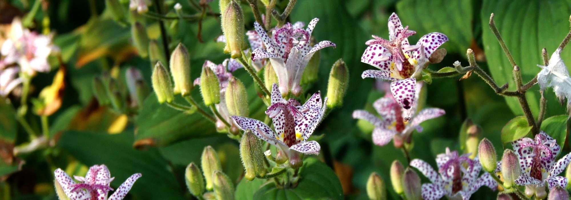 Höckerblume, Krötenlilie: Pflanzen, Pflege