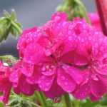 Pelargonium, Storchschnabel: Pflanzen und Pflege