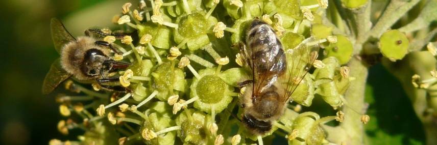 Hecke für Bienen
