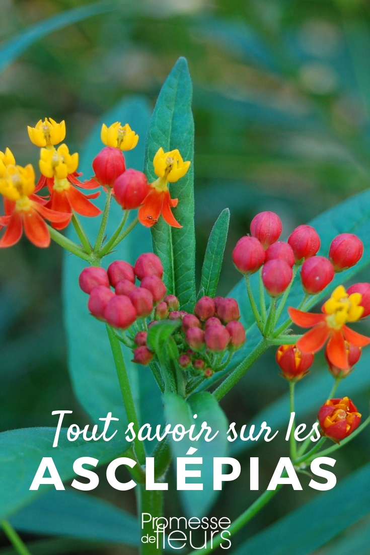 Asclepias, Asclepiade: Kultivierungstipps