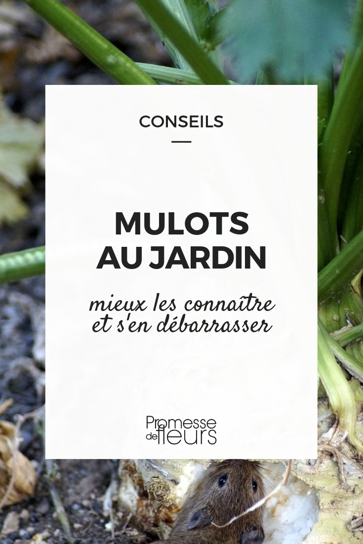 Mulch im Garten, wie man ihn loswird