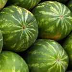Wassermelone: säen, pflanzen, anbauen, ernten