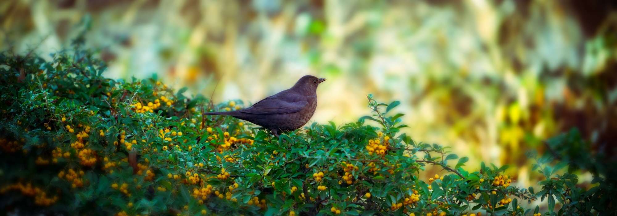Vogelschutzhecke: Welche Sträucher wählen?