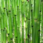 Schachtelhalm, Equisetum: Pflanzen, Pflege & Anbau