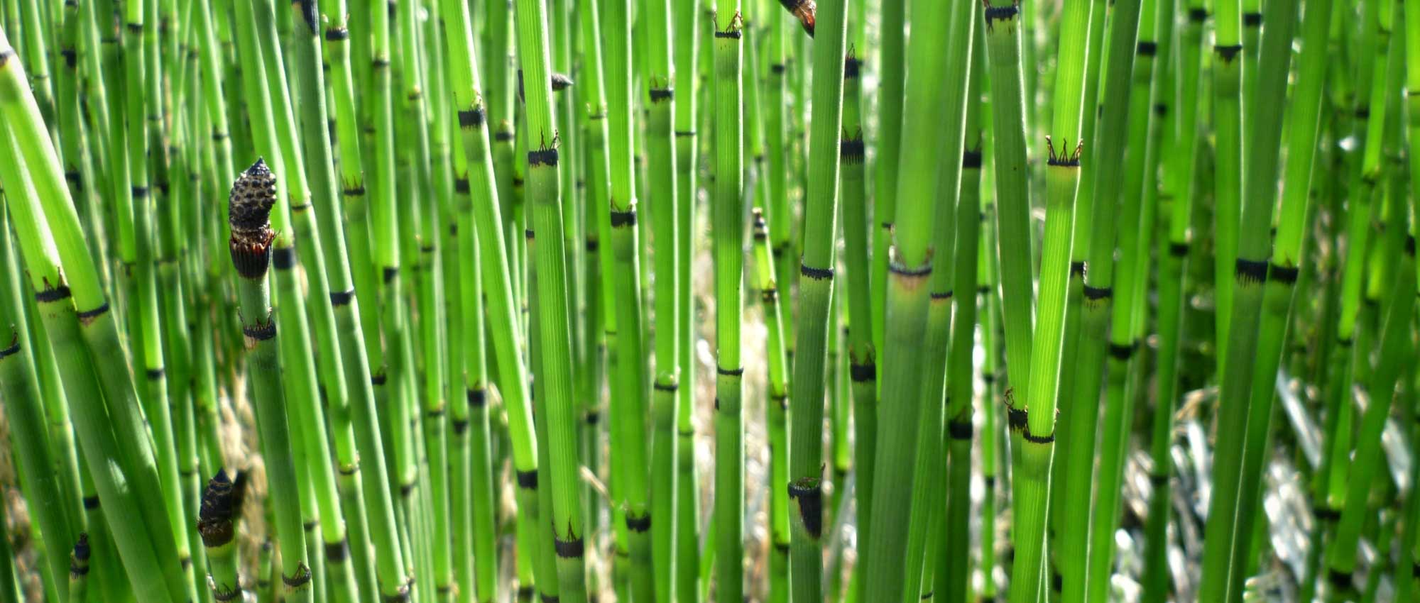 Schachtelhalm, Equisetum: Pflanzen, Pflege & Anbau