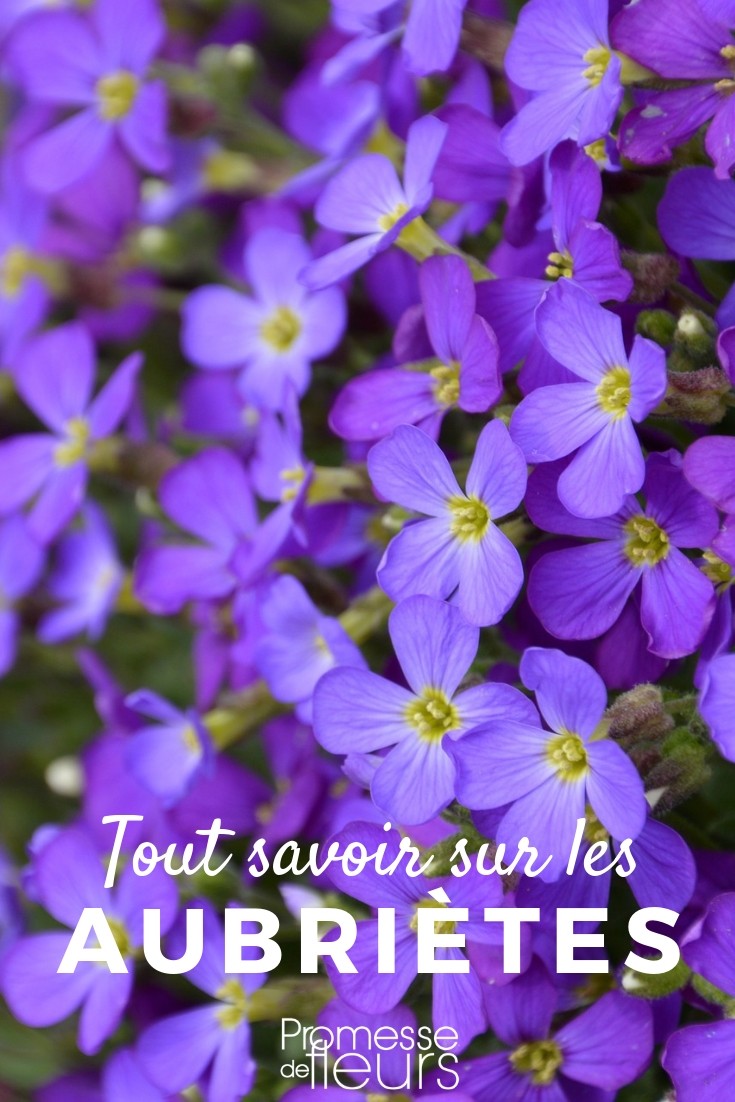 Aubrieta