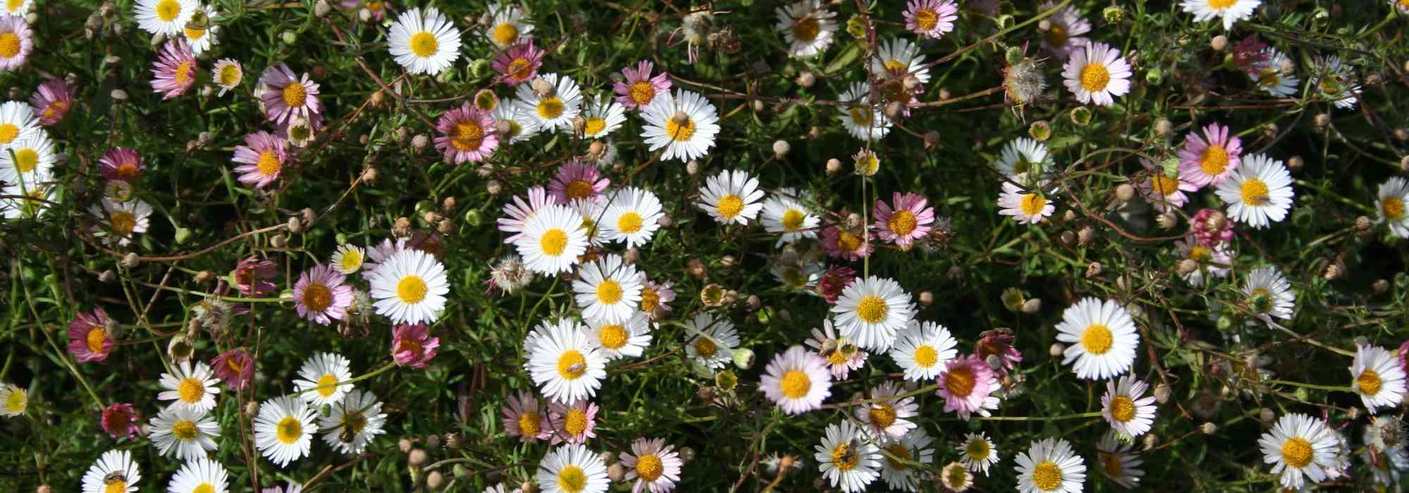 Erigeron, Berufkraut: pflanzen und pflegen