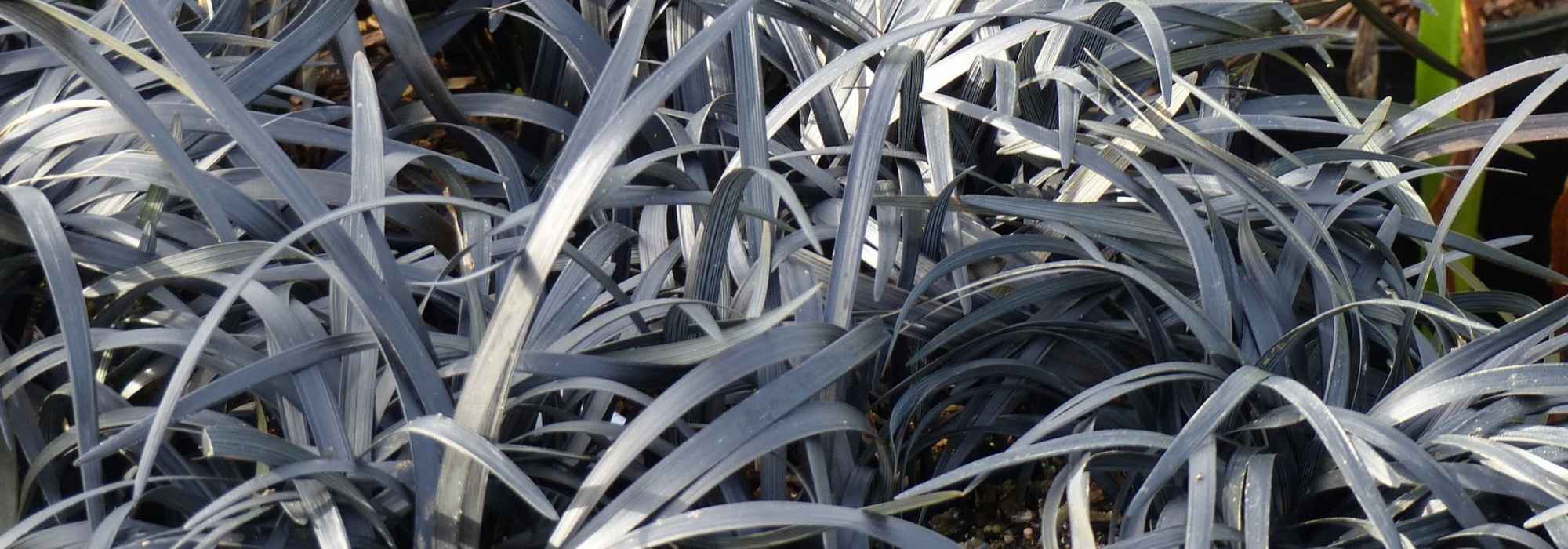 Ophiopogon, Schlangenbart: Pflanzen und Pflege