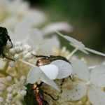 Goldkäfer: Alles über das große Garteninsekt