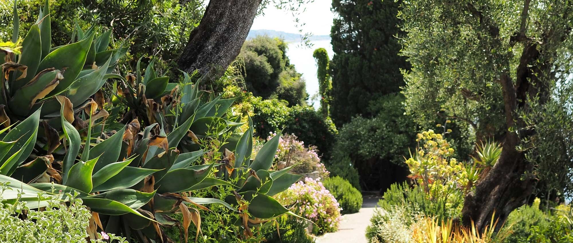 Mediterraner Garten: 10 charakteristische Pflanzen