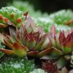 Sempervivum, Hauswurz: pflanzen und pflegen