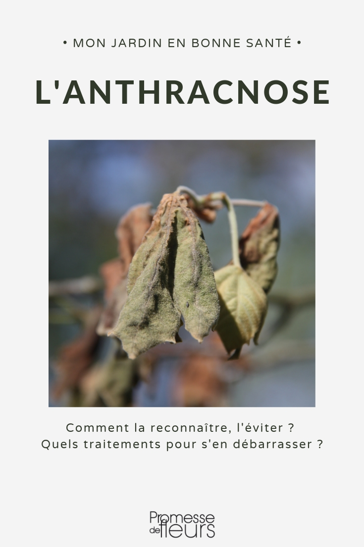 Anthracnose-Krankheit