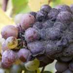 Botrytis oder Grauschimmel