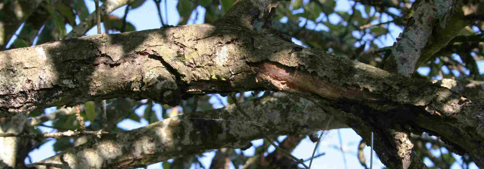 Rindenkrebs an Bäumen und Obstgehölzen