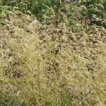 Deschampsia: Pflanzung, Pflege, Kombination