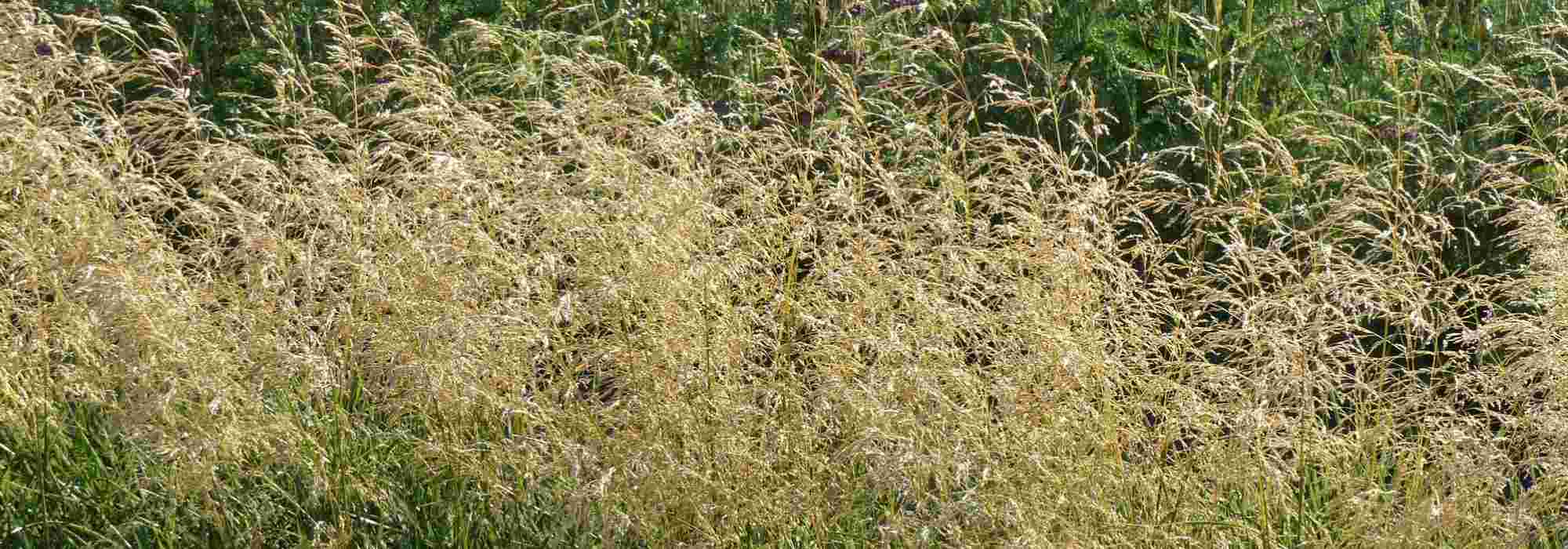 Deschampsia: Pflanzung, Pflege, Kombination