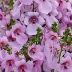 Doppelhörnchen: säen, pflanzen, kultivieren