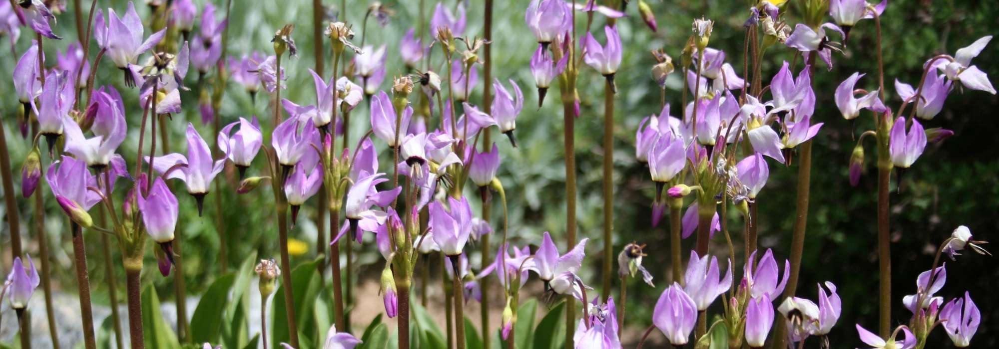 Götterblume, Virginische Götterblume: pflanzen, pflegen
