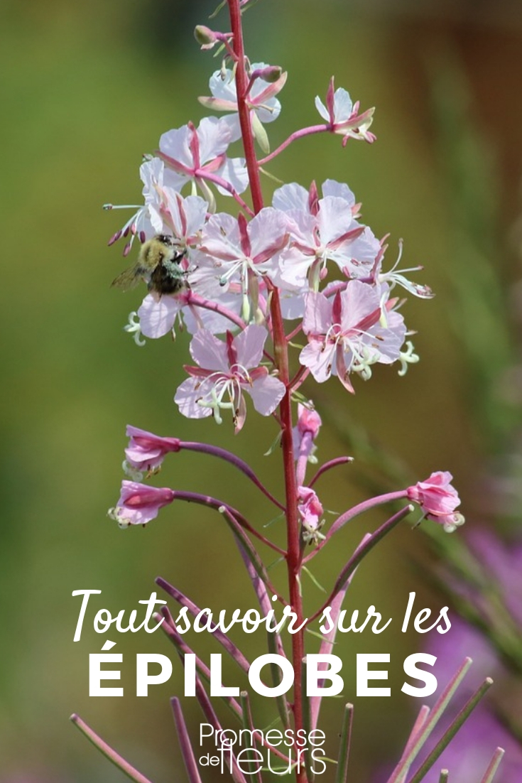 Epilobium: Pflanzen und Pflegen

Die Epilobium, auch bekannt als Weidenröschen, ist eine attraktive und pflegeleichte Staude, die in vielen Gärten geschätzt wird. Mit ihren zarten Blüten und ihrem aufrechten Wuchs verleiht sie Beeten und Rabatten eine natürliche Anmut. Hier sind einige Tipps, wie Sie Epilobium erfolgreich pflanzen und kultivieren können.

**Standort und Boden**
Epilobium gedeiht am besten an sonnigen bis halbschattigen Standorten. Der Boden sollte gut durchlässig und humusreich sein. Die Pflanze verträgt auch trockenere Böden, solange sie nicht zu Staunässe neigen.

**Pflanzung**
Die beste Zeit zum Pflanzen von Epilobium ist im Frühjahr oder Herbst. Graben Sie ein Loch, das doppelt so breit und tief wie der Wurzelballen ist. Setzen Sie die Pflanze ein und füllen Sie das Loch mit Erde auf. Drücken Sie die Erde leicht an und gießen Sie gründlich.

**Pflege**
Epilobium ist eine pflegeleichte Pflanze. Regelmäßiges Gießen ist wichtig, besonders in trockenen Perioden. Eine Mulchschicht hilft, die Feuchtigkeit im Boden zu halten und Unkraut zu unterdrücken. Im Frühjahr können Sie die Pflanze mit einem organischen Dünger versorgen, um das Wachstum zu fördern.

**Schnitt**
Ein Rückschnitt nach der Blüte fördert eine zweite Blüte und verhindert, dass sich die Pflanze unkontrolliert ausbreitet. Schneiden Sie die verblühten Stängel bis auf den Boden zurück.

**Vermehrung**
Epilobium kann durch Teilung oder Aussaat vermehrt werden. Die Teilung erfolgt am besten im Frühjahr oder Herbst. Für die Aussaat sammeln Sie die Samen im Spätsommer und säen sie im Frühjahr aus.

Mit diesen einfachen Schritten können Sie die Schönheit von Epilobium in Ihrem Garten genießen. Diese robuste und anpassungsfähige Pflanze wird Ihnen mit ihren charmanten Blüten und ihrer pflegeleichten Natur viel Freude bereiten.