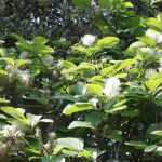 Fothergilla: Pflanzung, Rückschnitt, Pflege