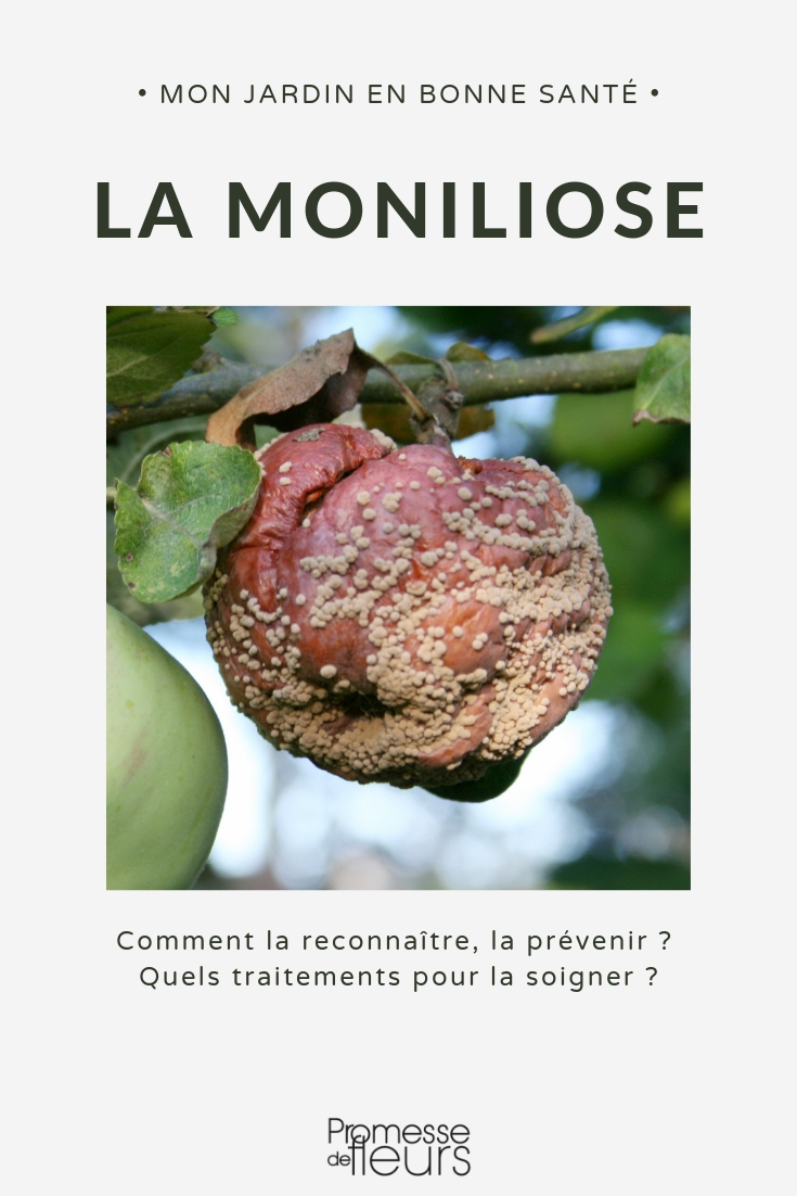 Die Moniliose oder Fruchtfäule