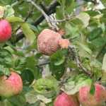 Monilia-Krankheit bei Obstbäumen