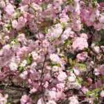 Amandier à fleurs, Amandier de Chine: Pflanzen, Rückschnitt, Pflege
