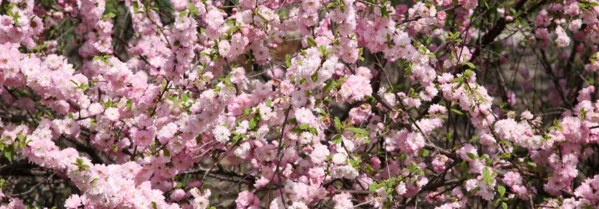 Amandier à fleurs, Amandier de Chine: Pflanzen, Rückschnitt, Pflege