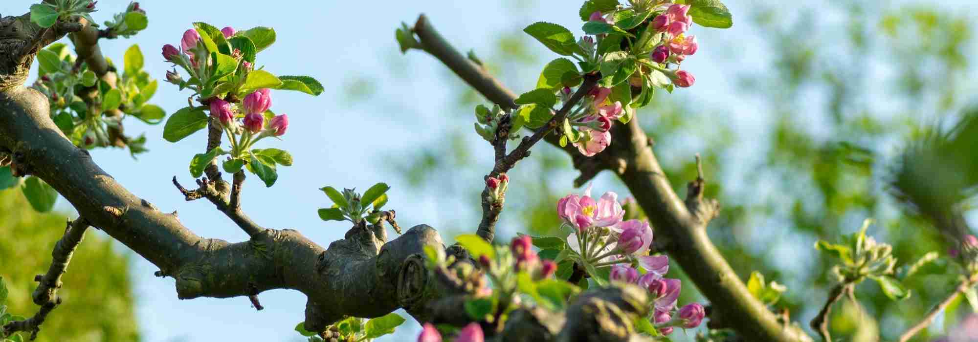 Rückschnitt von Niederstamm-Obstbäumen: wann und wie?