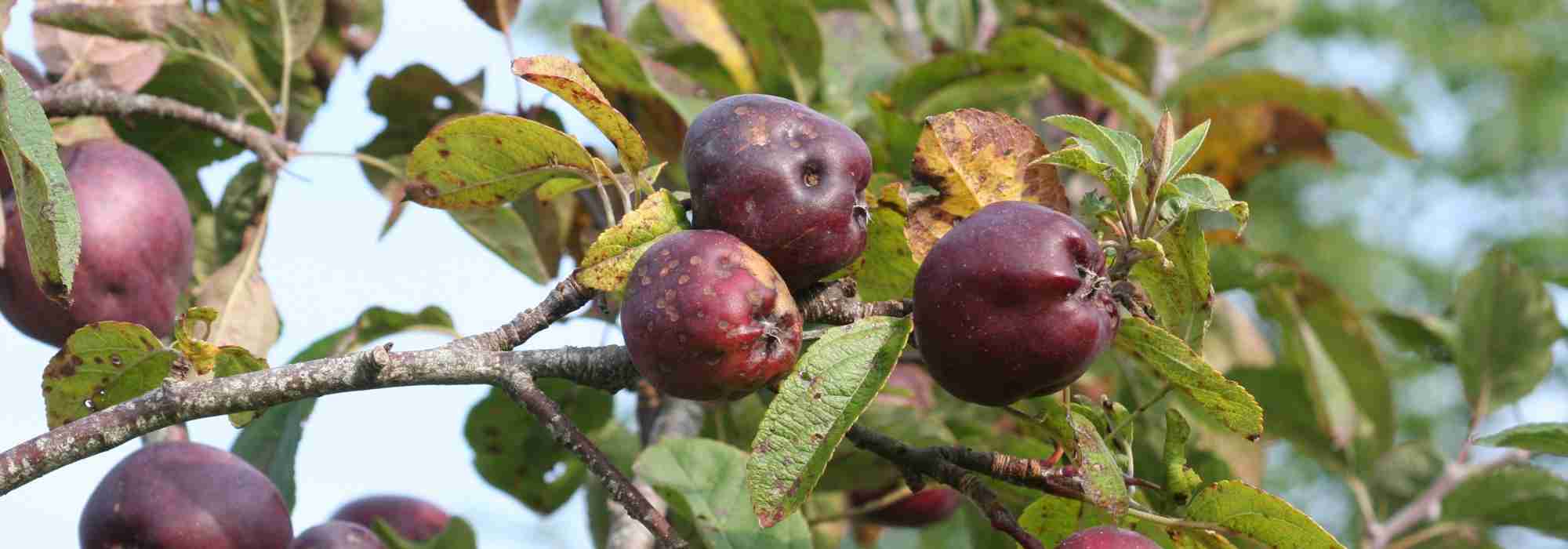 Apfelschorf und Schorf an anderen Obstgehölzen
