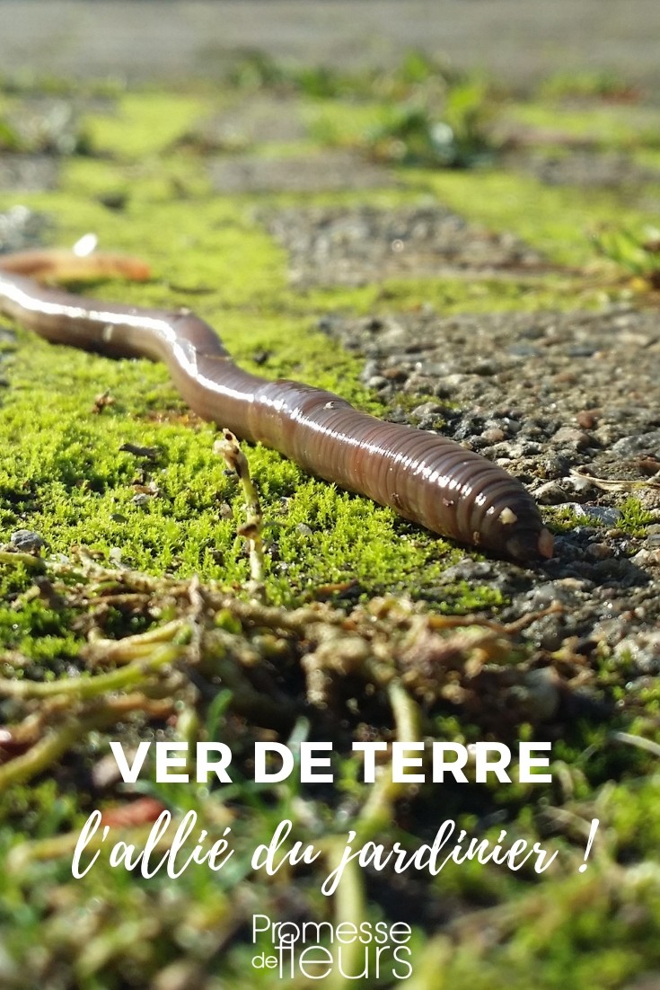 Regenwurm