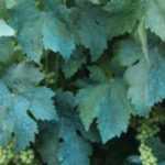 Bordeauxbrühe und andere Kupfermittel im Garten