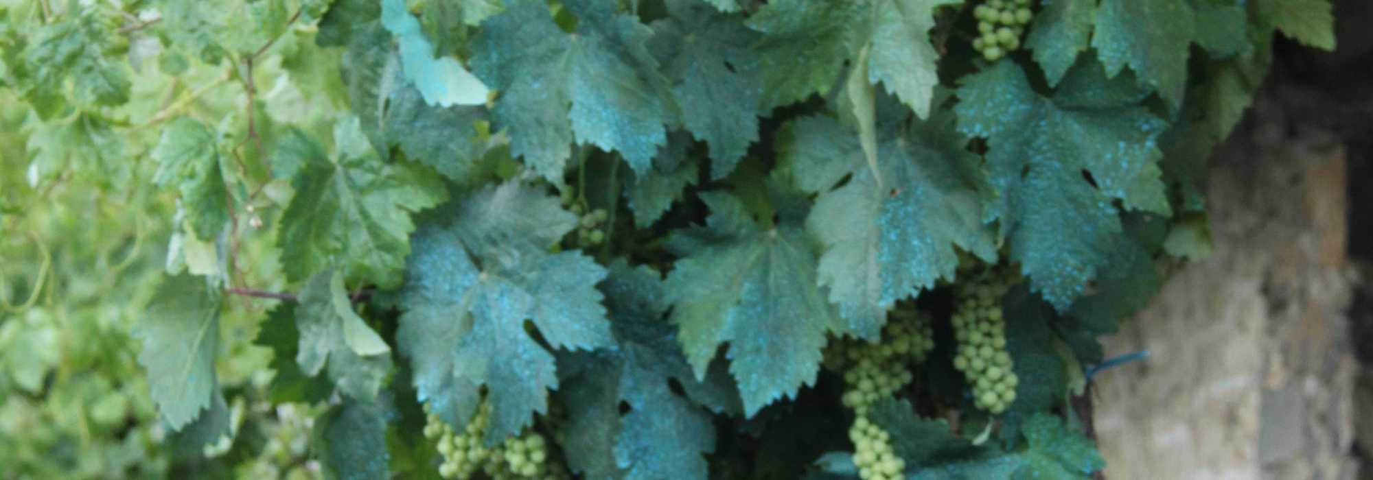 Bordeauxbrühe und andere Kupfermittel im Garten