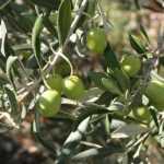 Ölbaum, Olea europaea: Pflanzung, Rückschnitt