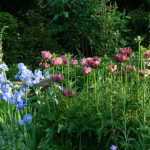 Englischer Garten: 10 typische Pflanzen