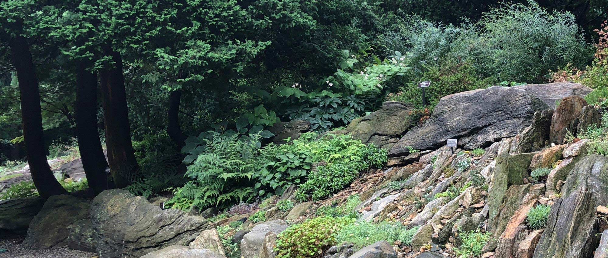 10 Pflanzen für einen Schatten-Steingarten
