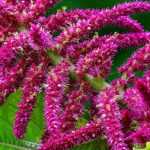 Fuchsschwanz, Amaranthus: Aussaat, Pflanzung, Pflege
