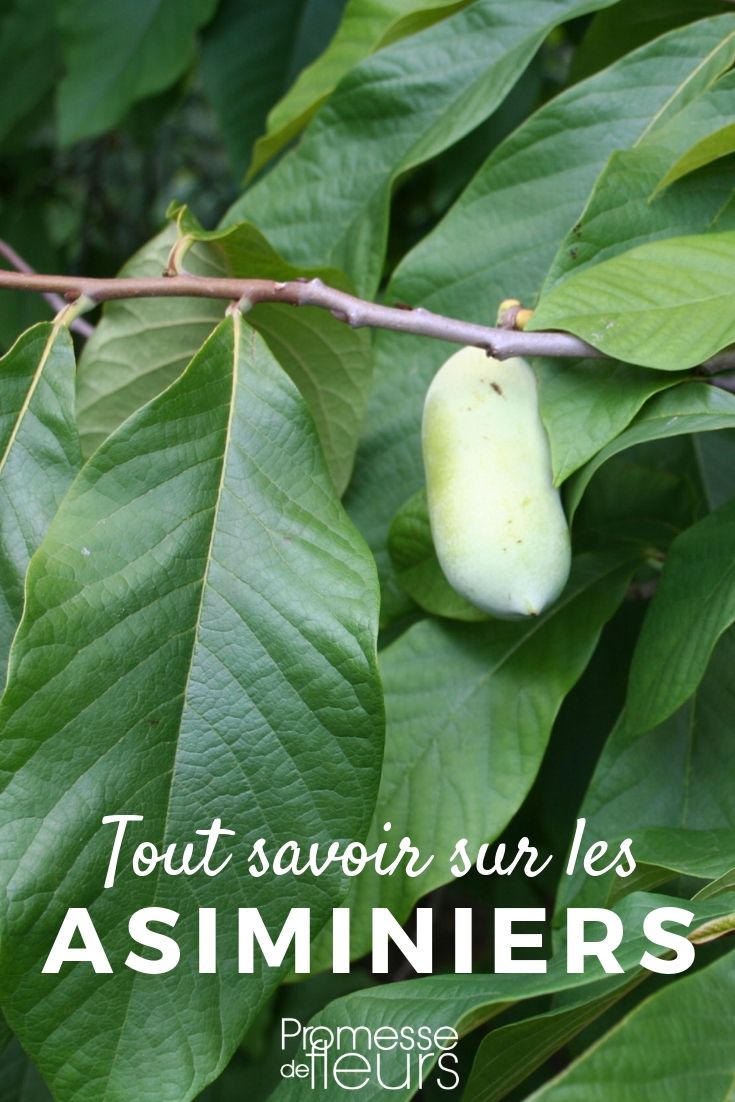 Asimina triloba