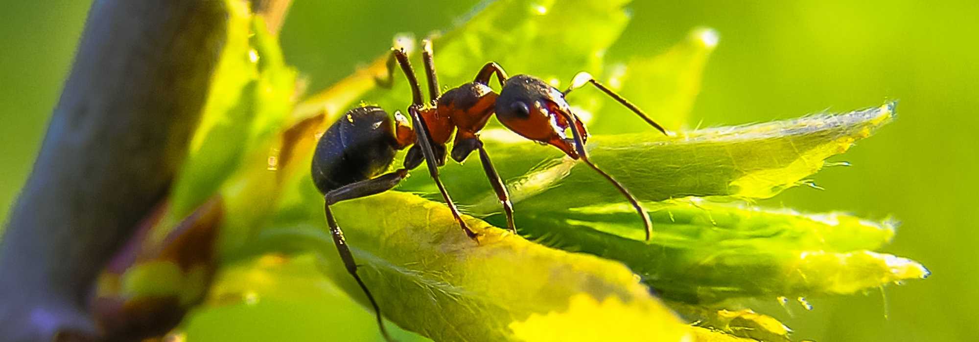 Ameisen im Garten: Bekämpfen – ja oder nein?