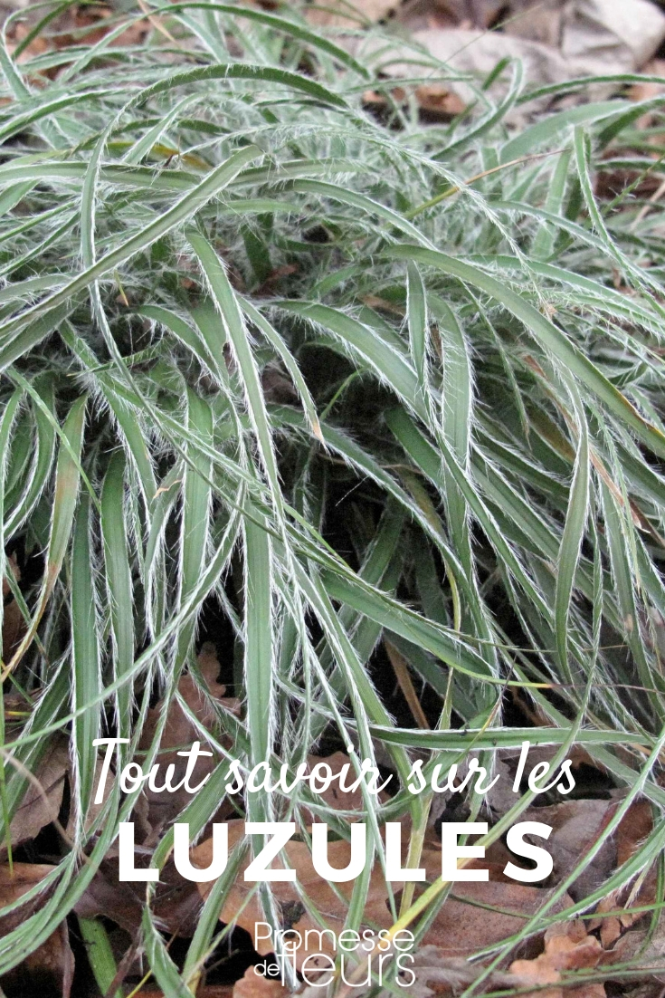 Luzula nivea, sylvatica_Plantation, Kultur, Pflege