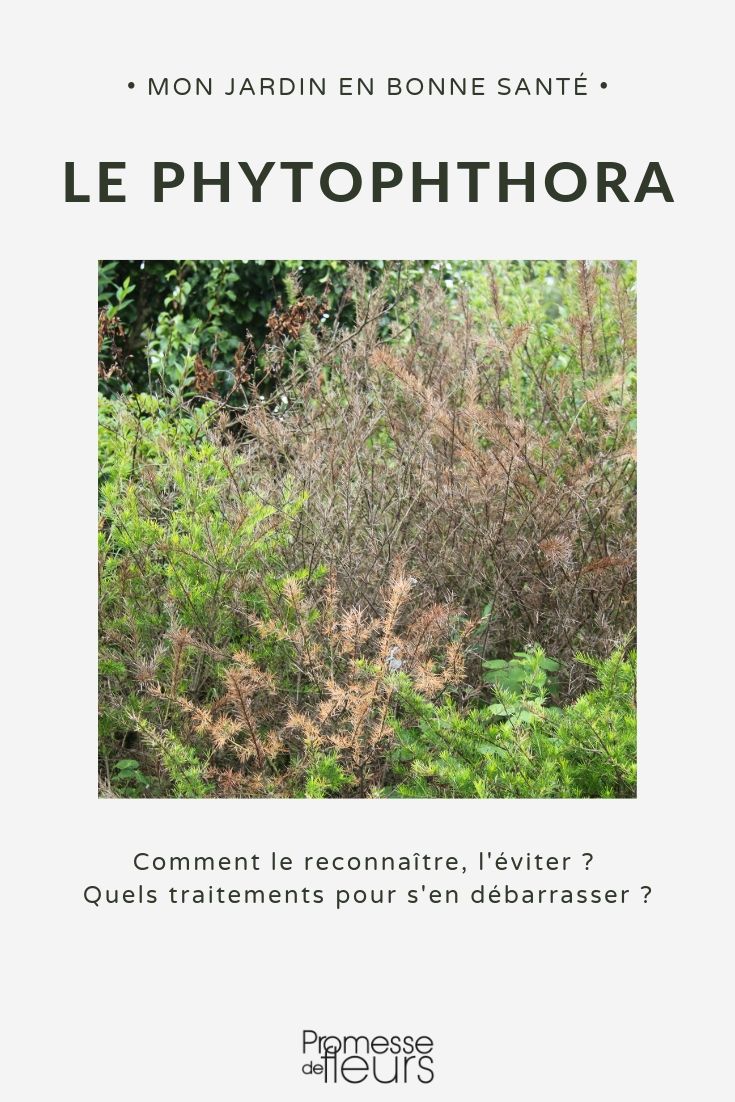 Phytophthora-Krankheit