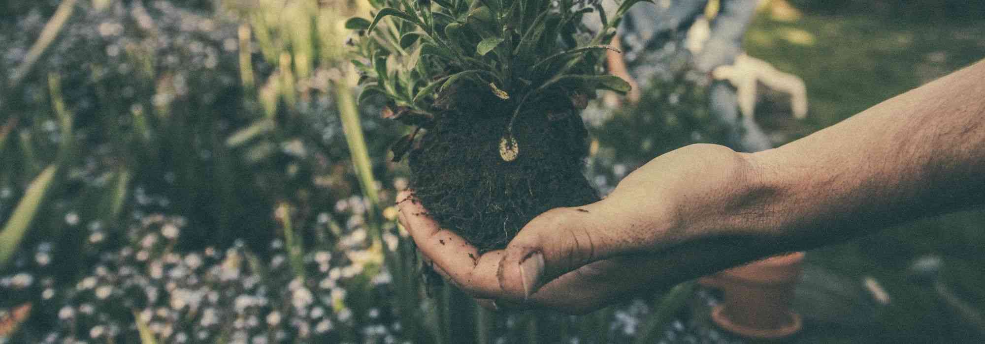 Rosen umpflanzen: Wann und wie?