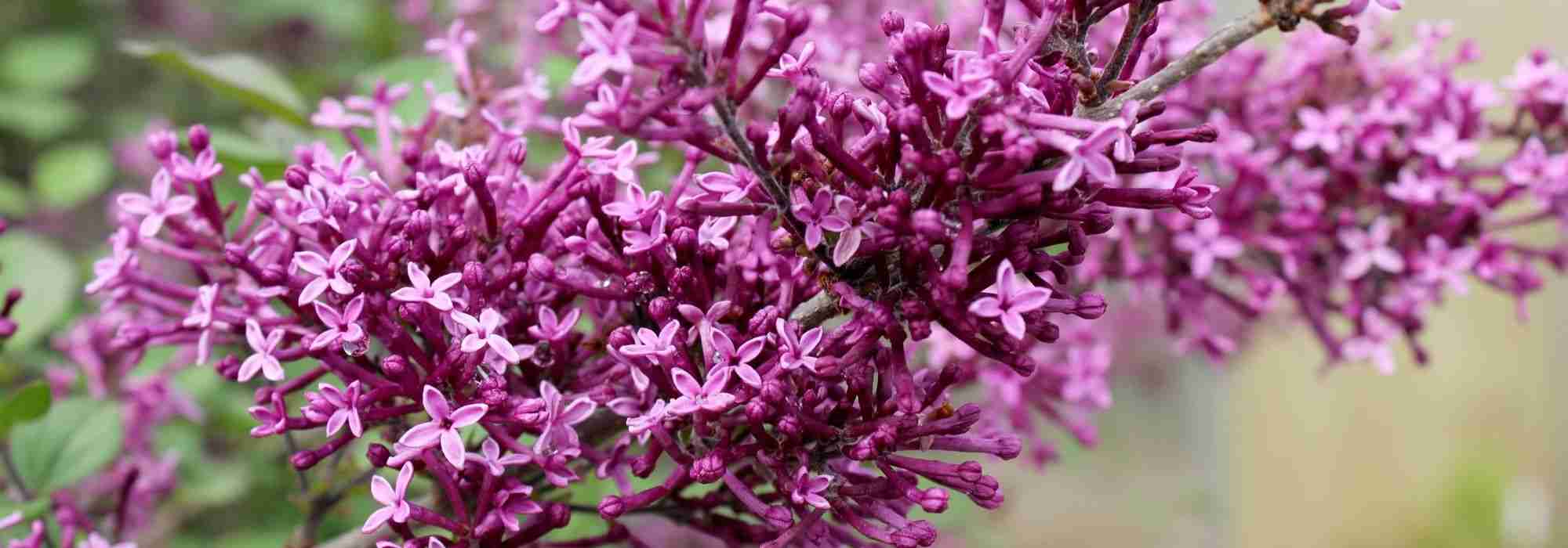 12 Duftsträucher für einen ganzjährig duftenden Garten