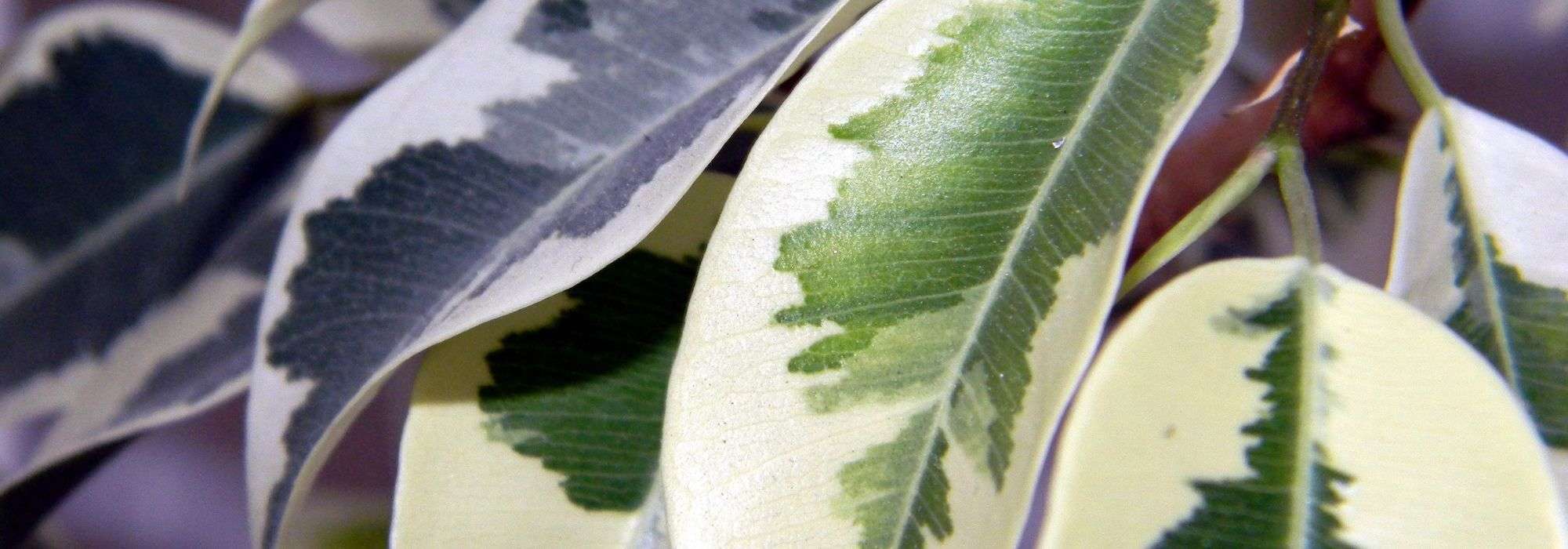 7 panaschierte Sträucher für den Garten