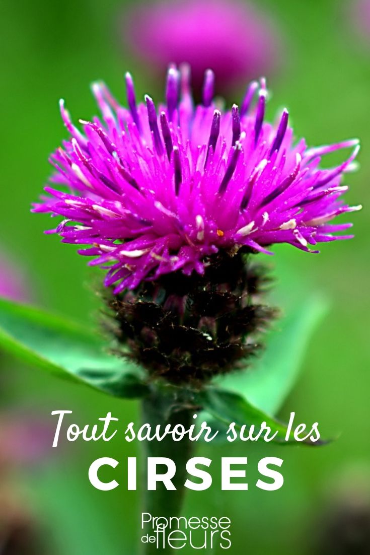 Cirsium – Alles, was Sie wissen müssen